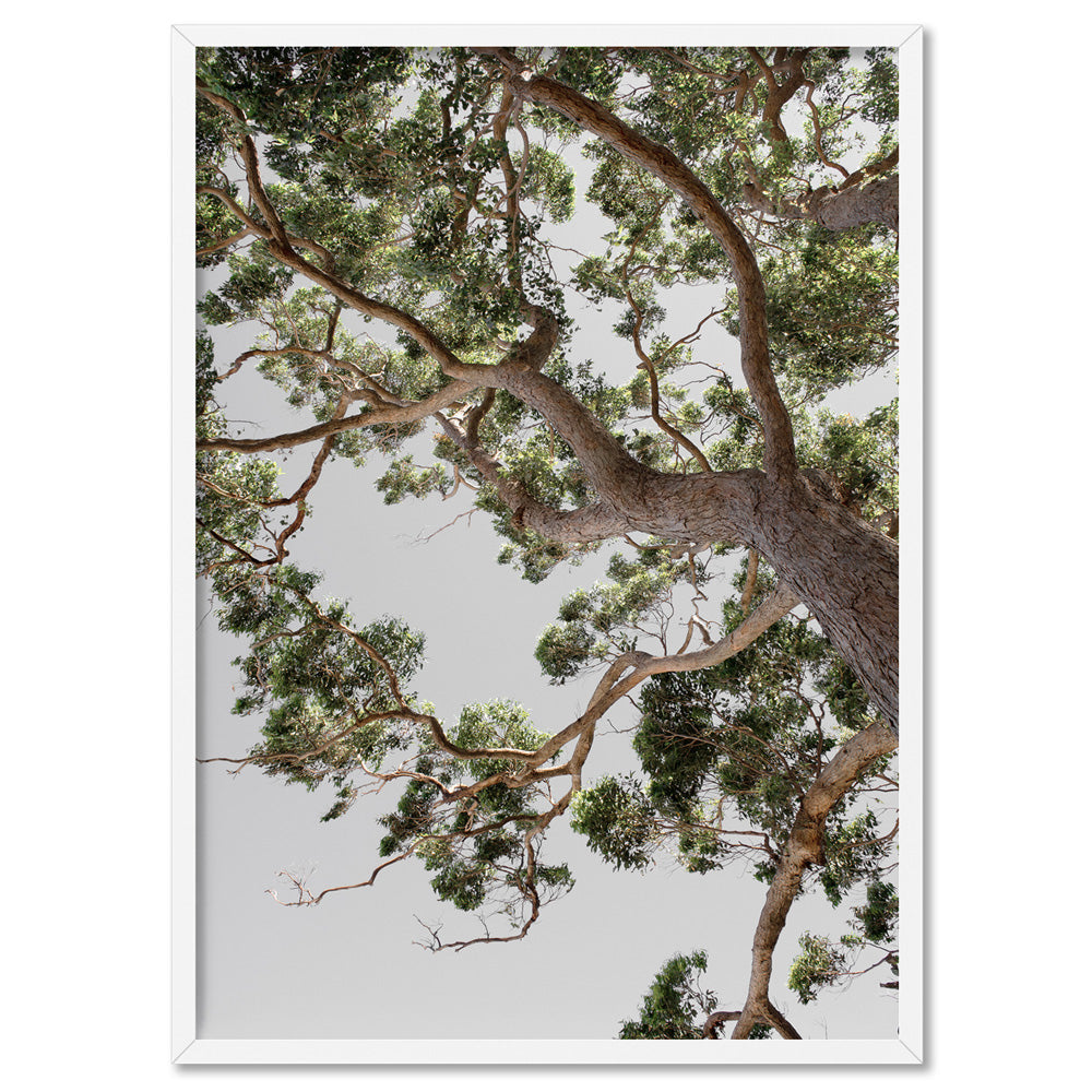 Majestic Gumtree Wall Art. Modern Australian Eucalyptus Tree Poster