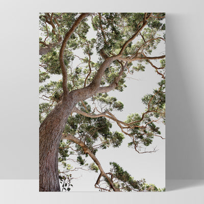 Majestic Gum II - Art Print, Poster, Stretched Canvas, or Framed Wall Art Print, shown as a stretched canvas or poster without a frame
