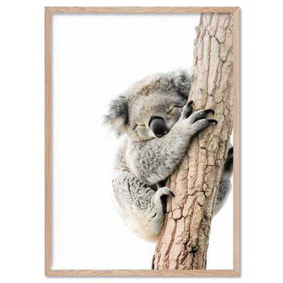 Koala Sleeping II - Art Print, Poster, Stretched Canvas, or Framed Wall Art Print, shown in a natural timber frame