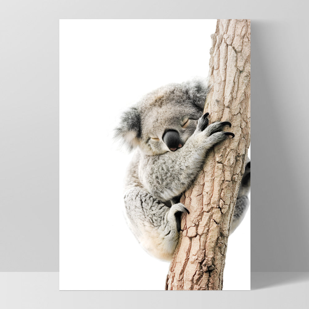 Koala Sleeping II - Art Print, Poster, Stretched Canvas, or Framed Wall Art Print, shown as a stretched canvas or poster without a frame