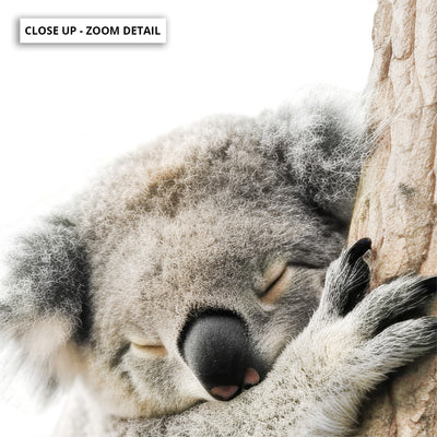 Koala Sleeping II - Art Print, Poster, Stretched Canvas or Framed Wall Art, Close up View of Print Resolution
