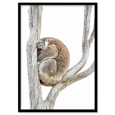 Koala Sleeping I - Art Print, Poster, Stretched Canvas, or Framed Wall Art Print, shown in a black frame