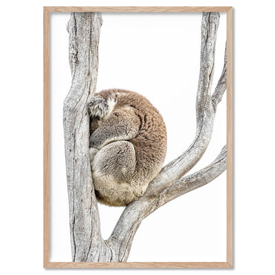 Koala Sleeping I - Art Print, Poster, Stretched Canvas, or Framed Wall Art Print, shown in a natural timber frame