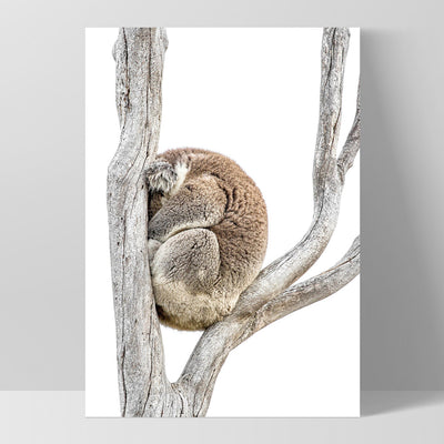 Koala Sleeping I - Art Print, Poster, Stretched Canvas, or Framed Wall Art Print, shown as a stretched canvas or poster without a frame