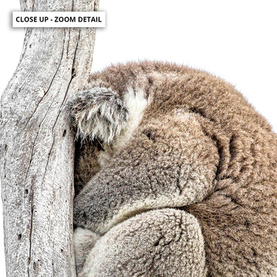 Koala Sleeping I - Art Print, Poster, Stretched Canvas or Framed Wall Art, Close up View of Print Resolution