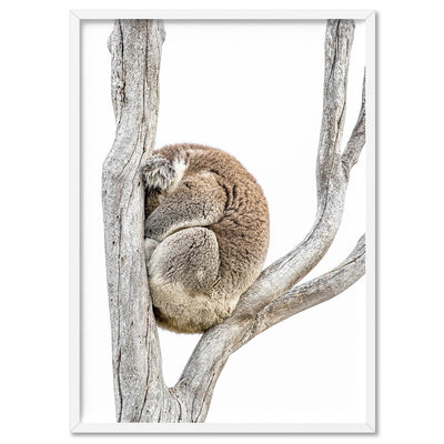 Koala Sleeping I - Art Print, Poster, Stretched Canvas, or Framed Wall Art Print, shown in a white frame