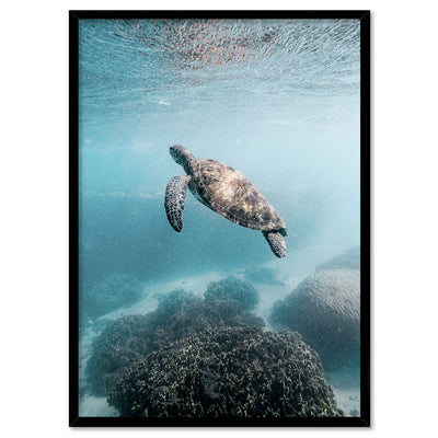 Turtle at Exmouth - Art Print by Beau Micheli, Poster, Stretched Canvas, or Framed Wall Art Print, shown in a black frame