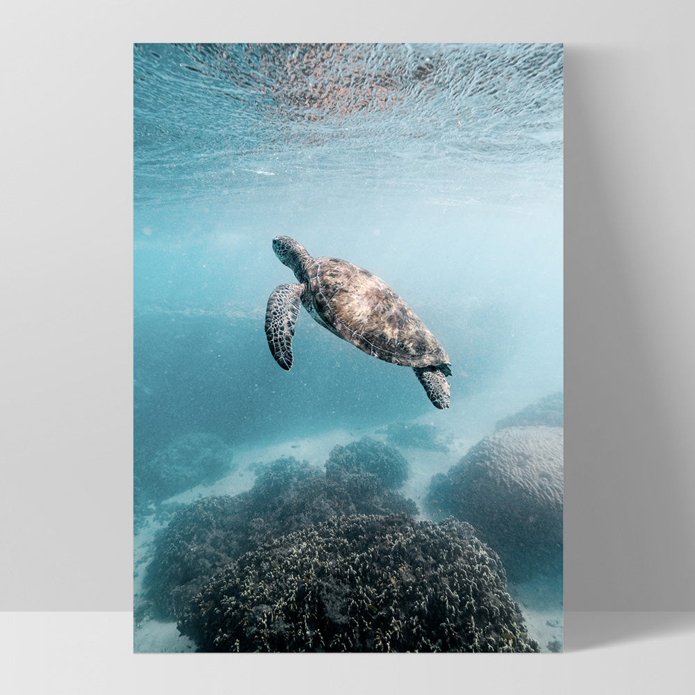 Turtle at Exmouth - Art Print by Beau Micheli, Poster, Stretched Canvas, or Framed Wall Art Print, shown as a stretched canvas or poster without a frame