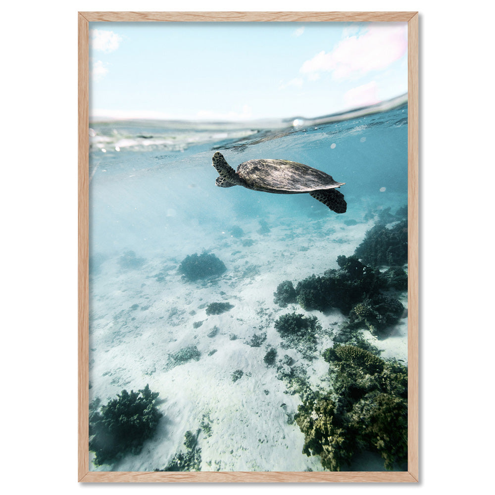 Turtle at Exmouth II - Art Print by Beau Micheli, Poster, Stretched Canvas, or Framed Wall Art Print, shown in a natural timber frame