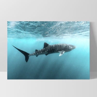 Whale Shark at Exmouth - Art Print by Beau Micheli, Poster, Stretched Canvas, or Framed Wall Art Print, shown as a stretched canvas or poster without a frame