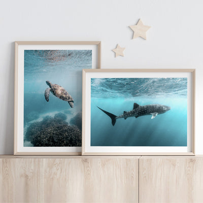 Whale Shark at Exmouth - Art Print by Beau Micheli, Poster, Stretched Canvas or Framed Wall Art, shown framed in a home interior space