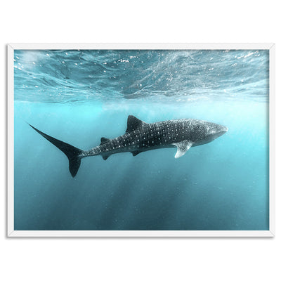 Whale Shark at Exmouth - Art Print by Beau Micheli, Poster, Stretched Canvas, or Framed Wall Art Print, shown in a white frame