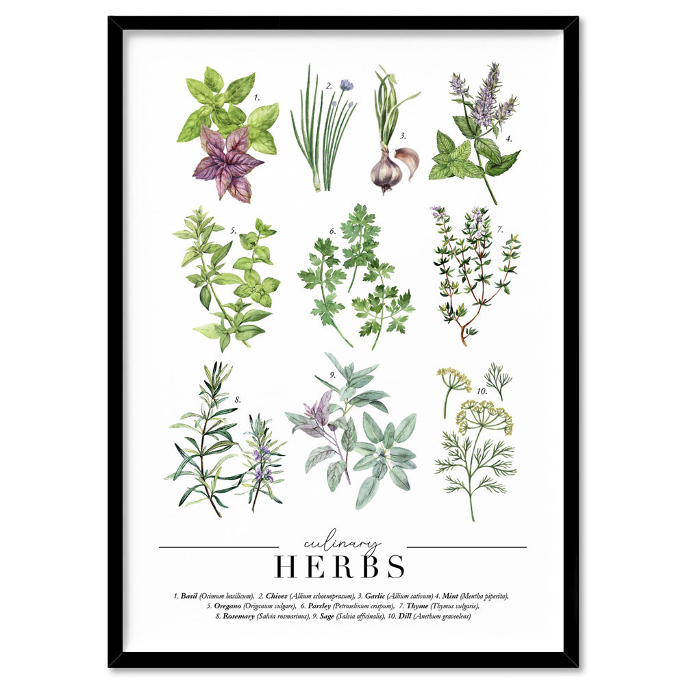 Culinary Herbs Chart - Art Print, Poster, Stretched Canvas, or Framed Wall Art Print, shown in a black frame