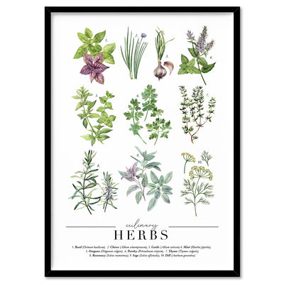 Culinary Herbs Chart - Art Print, Poster, Stretched Canvas, or Framed Wall Art Print, shown in a black frame