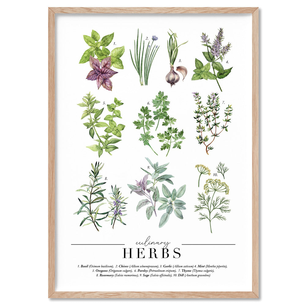 Culinary Herbs Chart - Art Print, Poster, Stretched Canvas, or Framed Wall Art Print, shown in a natural timber frame