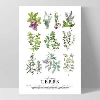 Culinary Herbs Chart - Art Print, Poster, Stretched Canvas, or Framed Wall Art Print, shown as a stretched canvas or poster without a frame
