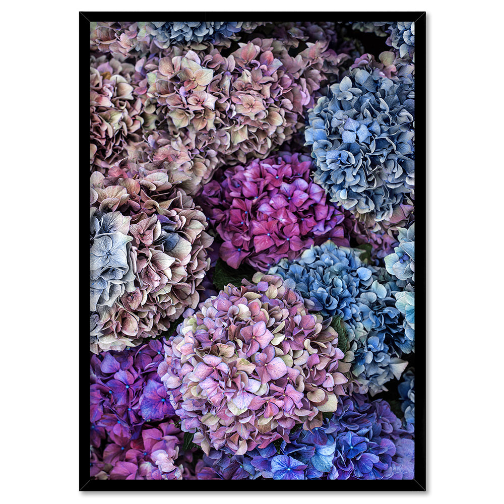 Purple & Pink Hydrangea Detail - Art Print, Poster, Stretched Canvas, or Framed Wall Art Print, shown in a black frame