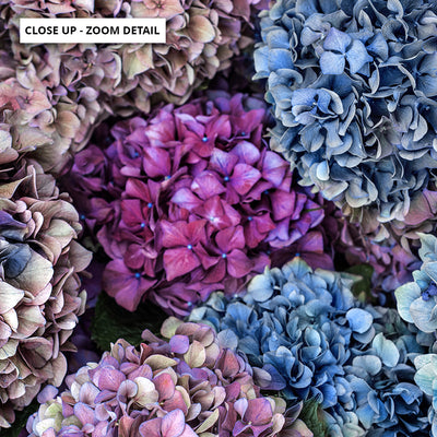 Purple & Pink Hydrangea Detail - Art Print, Poster, Stretched Canvas or Framed Wall Art, Close up View of Print Resolution