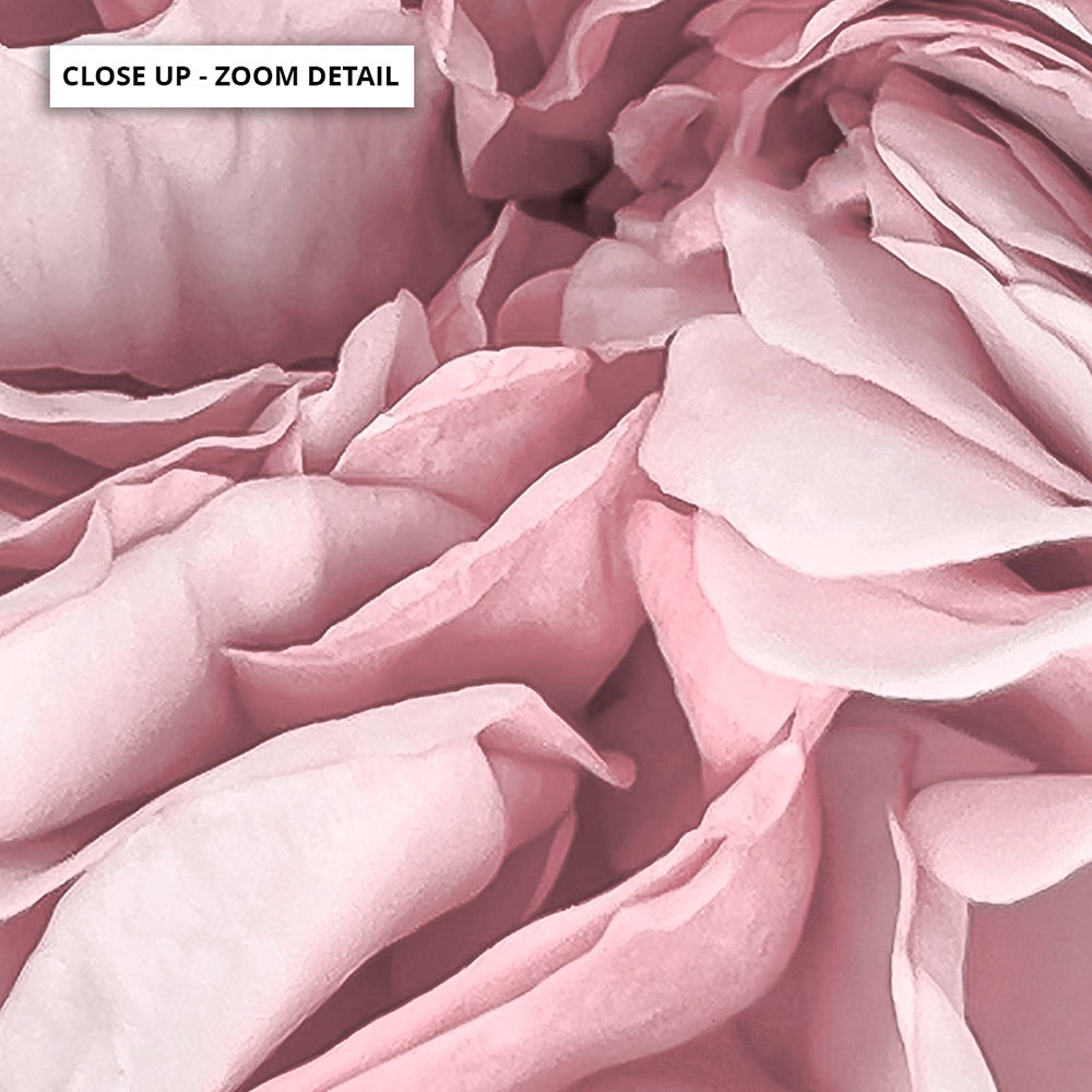 Peony Dance II - Art Print, Poster, Stretched Canvas or Framed Wall Art, Close up View of Print Resolution