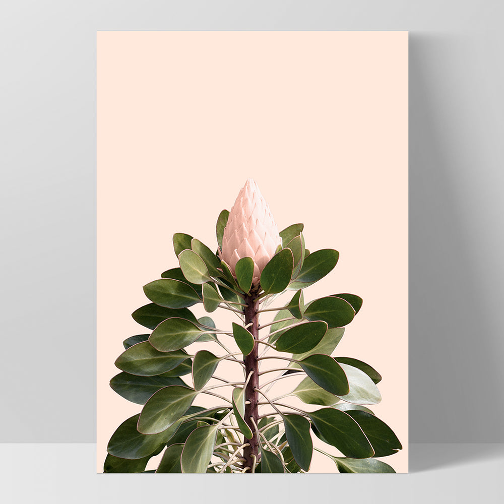 King Protea en Blush - Art Print, Poster, Stretched Canvas, or Framed Wall Art Print, shown as a stretched canvas or poster without a frame