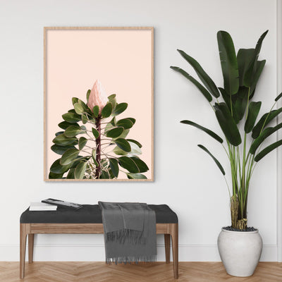King Protea en Blush - Art Print, Poster, Stretched Canvas or Framed Wall Art Prints, shown framed in a room