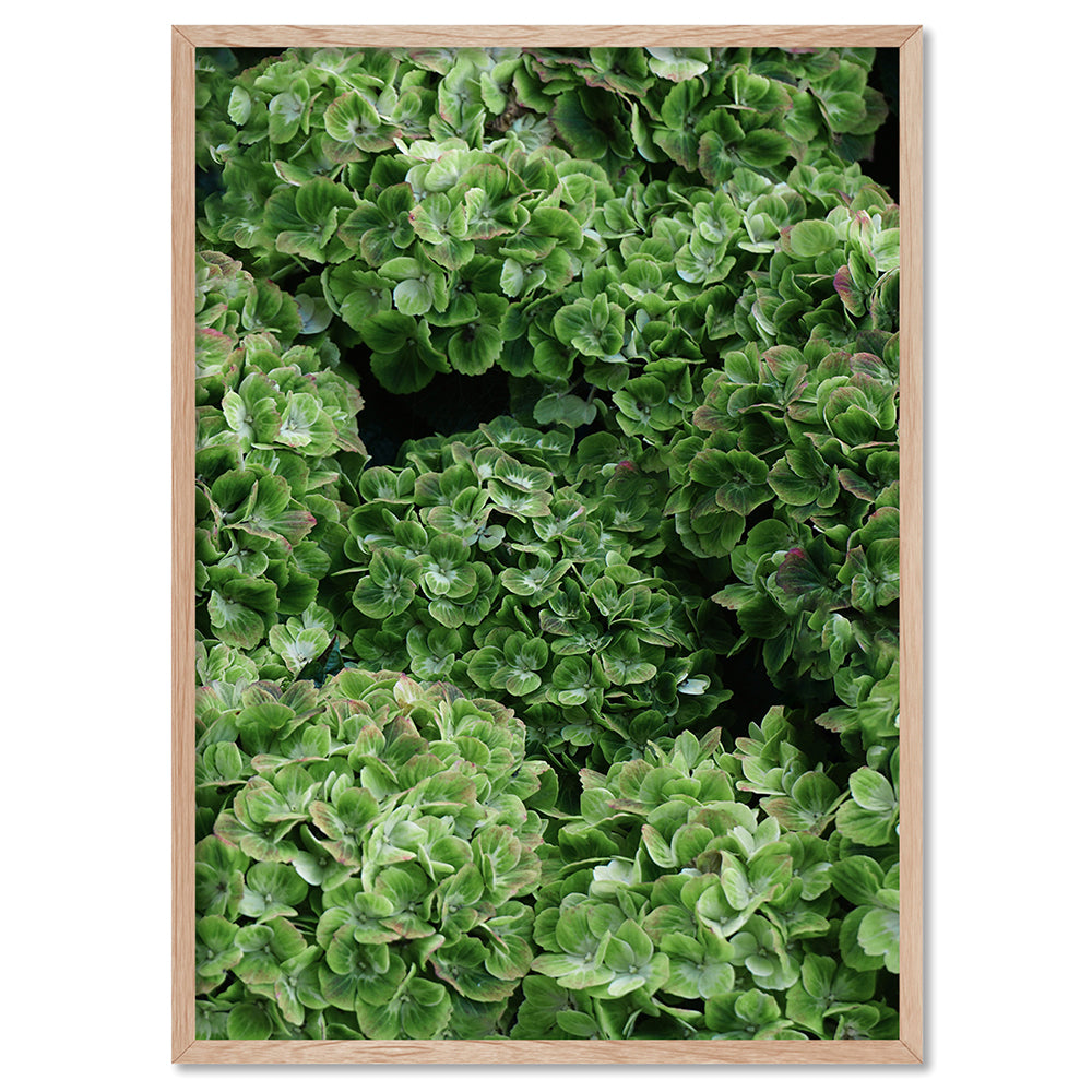 Green Hydrangea Detail - Art Print, Poster, Stretched Canvas, or Framed Wall Art Print, shown in a natural timber frame