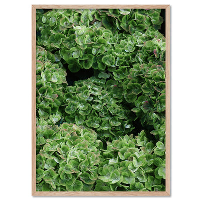 Green Hydrangea Detail - Art Print, Poster, Stretched Canvas, or Framed Wall Art Print, shown in a natural timber frame