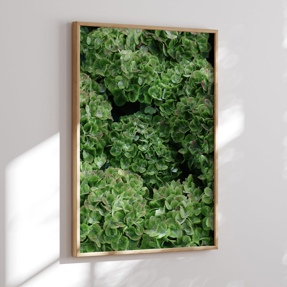 Green Hydrangea Detail - Art Print, Poster, Stretched Canvas or Framed Wall Art Prints, shown framed in a room