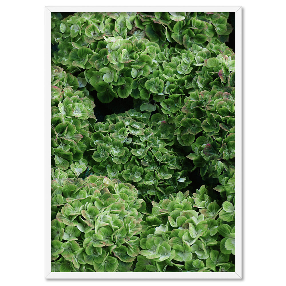 Green Hydrangea Detail - Art Print, Poster, Stretched Canvas, or Framed Wall Art Print, shown in a white frame