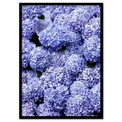 Purple Hydrangea Detail - Art Print, Poster, Stretched Canvas, or Framed Wall Art Print, shown in a black frame