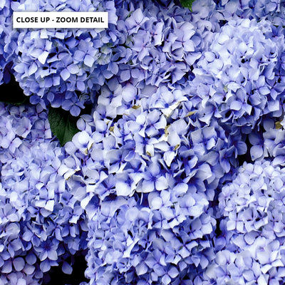 Purple Hydrangea Detail - Art Print, Poster, Stretched Canvas or Framed Wall Art, Close up View of Print Resolution
