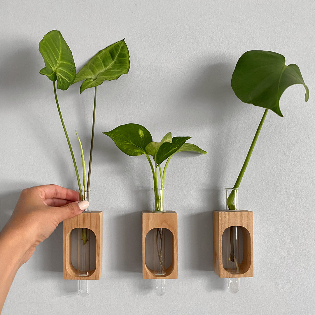 Wooden Propagation Wall Plant Hanger with Glass Tubes – Print and Proper®