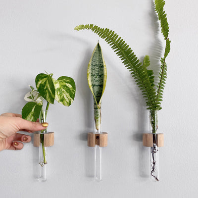 Wood Test Tube Plant Hangers - Set of 3 shown on wall