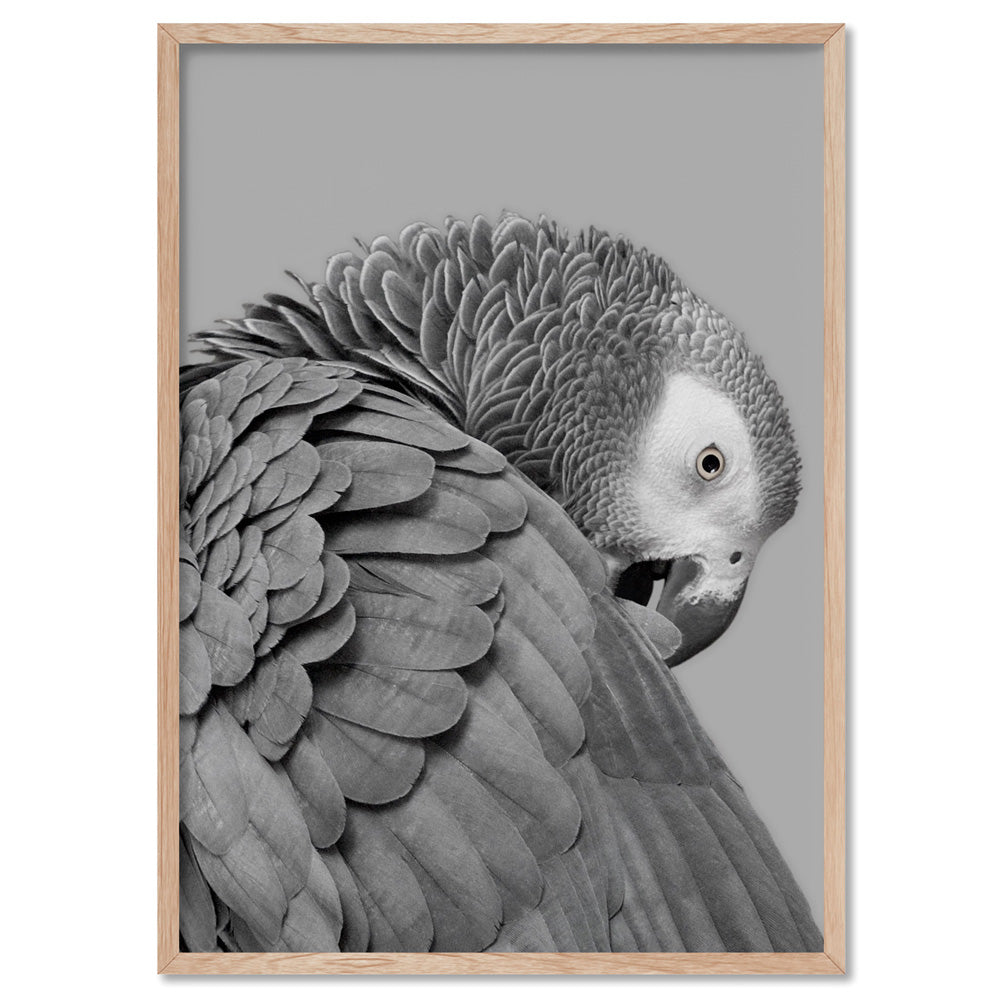 Grey Parrot - Art Print, Poster, Stretched Canvas, or Framed Wall Art Print, shown in a natural timber frame