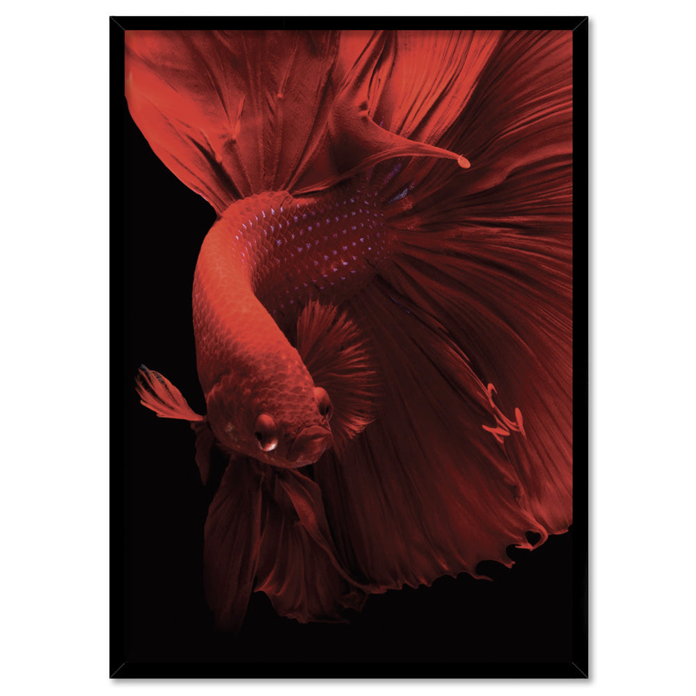 Japanese Red Betta Fighting Fish - Art Print, Poster, Stretched Canvas, or Framed Wall Art Print, shown in a black frame
