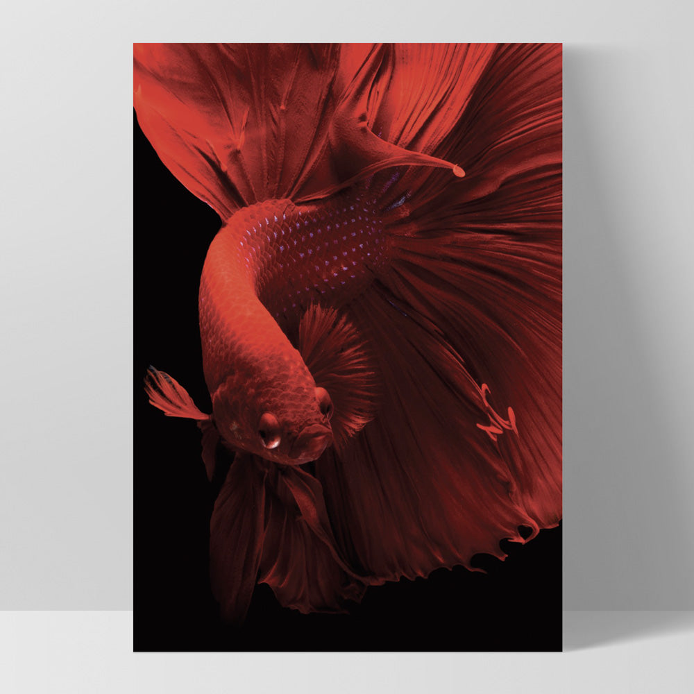 Japanese Red Betta Fighting Fish - Art Print, Poster, Stretched Canvas, or Framed Wall Art Print, shown as a stretched canvas or poster without a frame