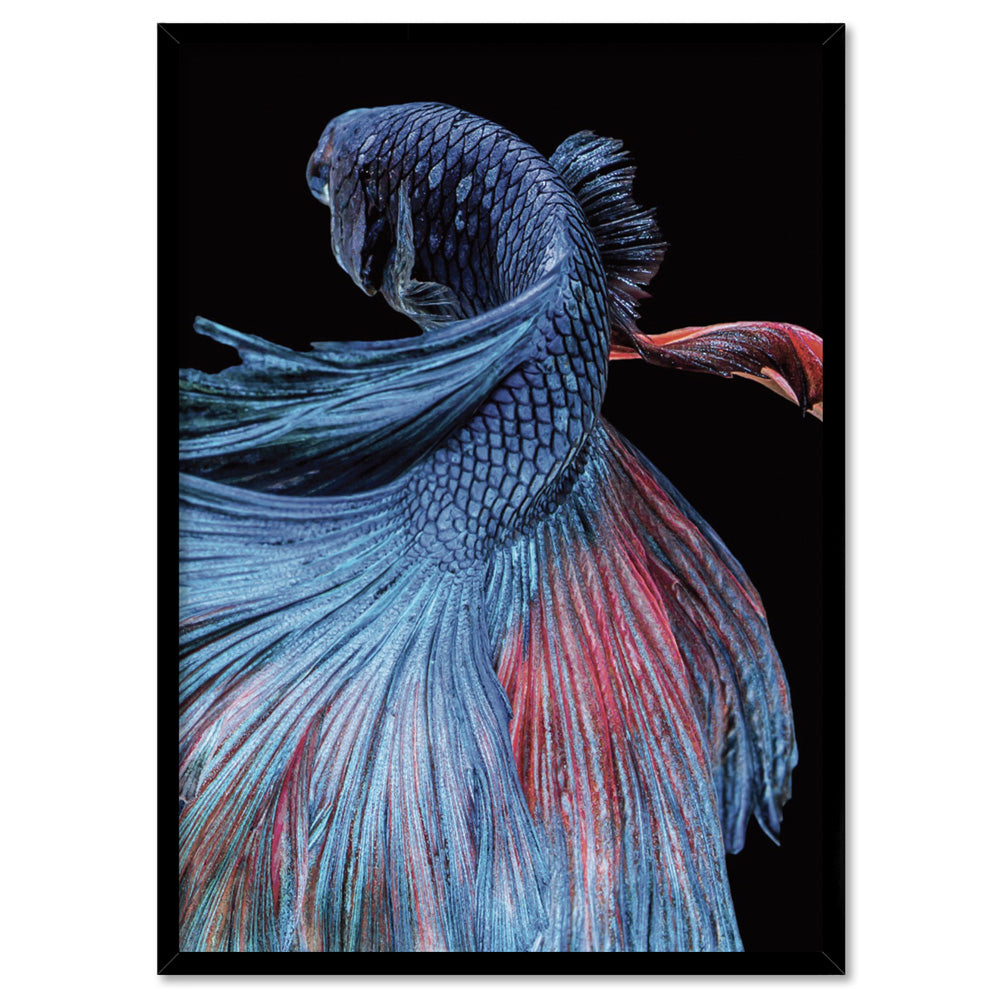 Japanese Red & Blue Betta Fighting Fish - Art Print, Poster, Stretched Canvas, or Framed Wall Art Print, shown in a black frame