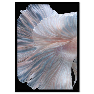 Japanese White II Betta Fighting Fish - Art Print, Poster, Stretched Canvas, or Framed Wall Art Print, shown in a black frame