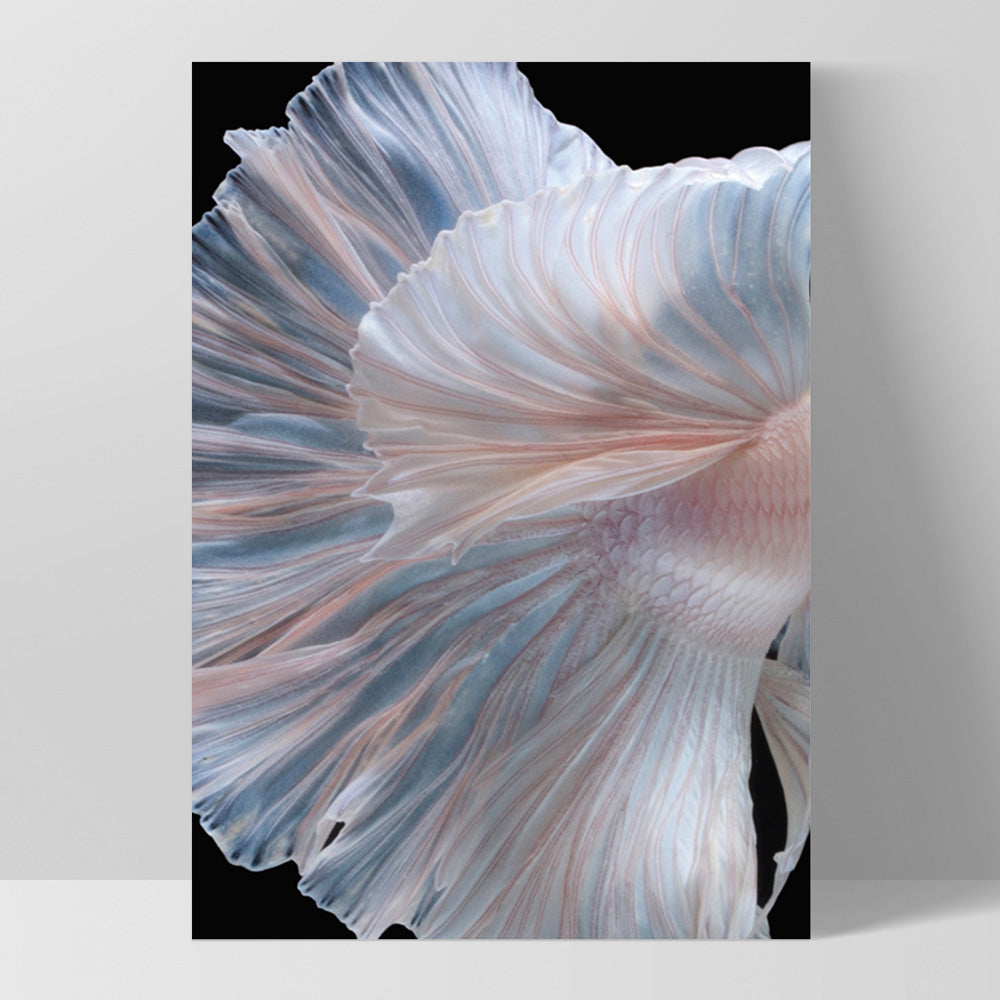 Japanese White II Betta Fighting Fish - Art Print, Poster, Stretched Canvas, or Framed Wall Art Print, shown as a stretched canvas or poster without a frame