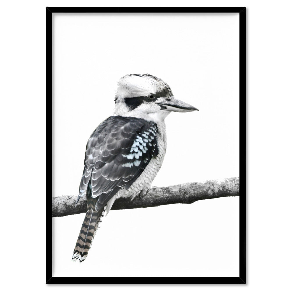 Kookaburra on Branch - Art Print, Poster, Stretched Canvas, or Framed Wall Art Print, shown in a black frame