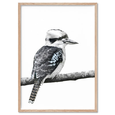 Kookaburra on Branch - Art Print, Poster, Stretched Canvas, or Framed Wall Art Print, shown in a natural timber frame