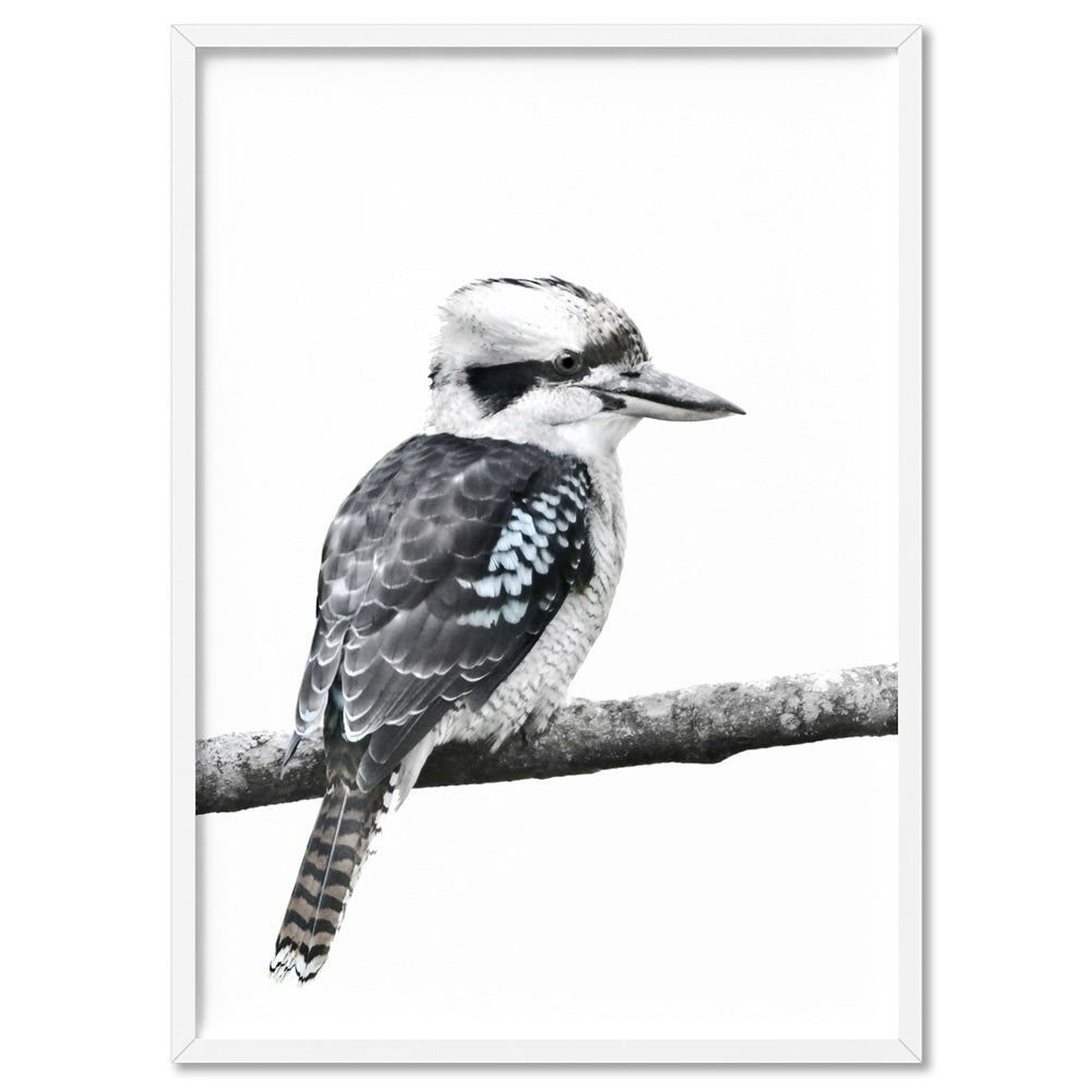 Kookaburra on Branch - Art Print, Poster, Stretched Canvas, or Framed Wall Art Print, shown in a white frame