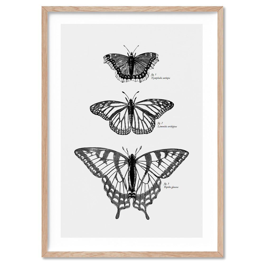 Butterflies Entomology / Mourning cloak, Viceroy & Eastern Tiger Swallowtail - Art Print, Poster, Stretched Canvas, or Framed Wall Art Print, shown in a natural timber frame