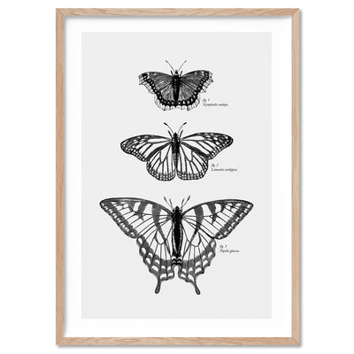 Butterflies Entomology / Mourning cloak, Viceroy & Eastern Tiger Swallowtail - Art Print, Poster, Stretched Canvas, or Framed Wall Art Print, shown in a natural timber frame