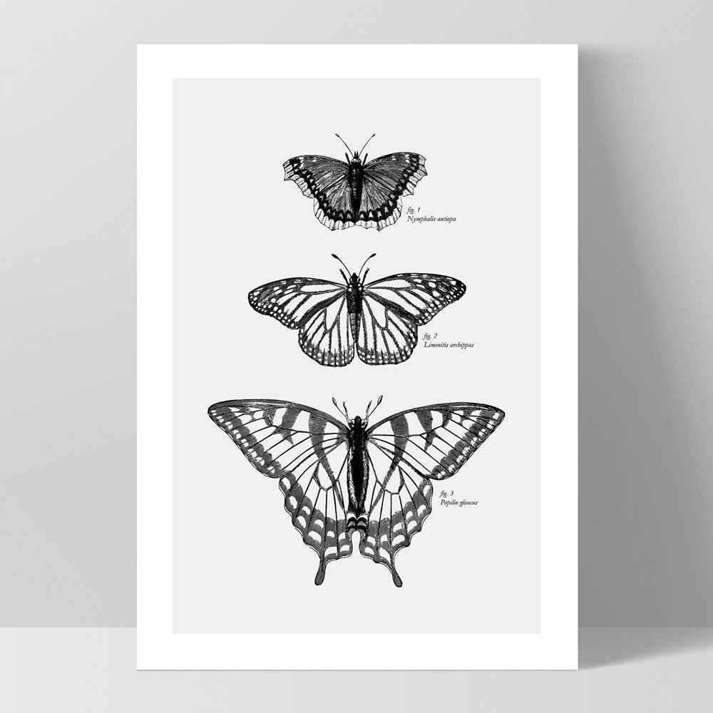 Butterflies Entomology / Mourning cloak, Viceroy & Eastern Tiger Swallowtail - Art Print, Poster, Stretched Canvas, or Framed Wall Art Print, shown as a stretched canvas or poster without a frame
