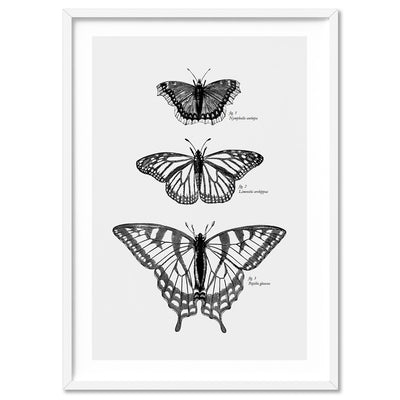 Butterflies Entomology / Mourning cloak, Viceroy & Eastern Tiger Swallowtail - Art Print, Poster, Stretched Canvas, or Framed Wall Art Print, shown in a white frame