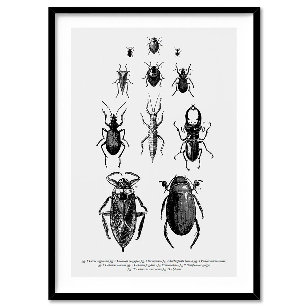 Bugs & Insects Entomology - Art Print, Poster, Stretched Canvas, or Framed Wall Art Print, shown in a black frame