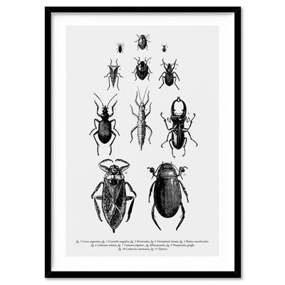 Bugs & Insects Entomology - Art Print, Poster, Stretched Canvas, or Framed Wall Art Print, shown in a black frame