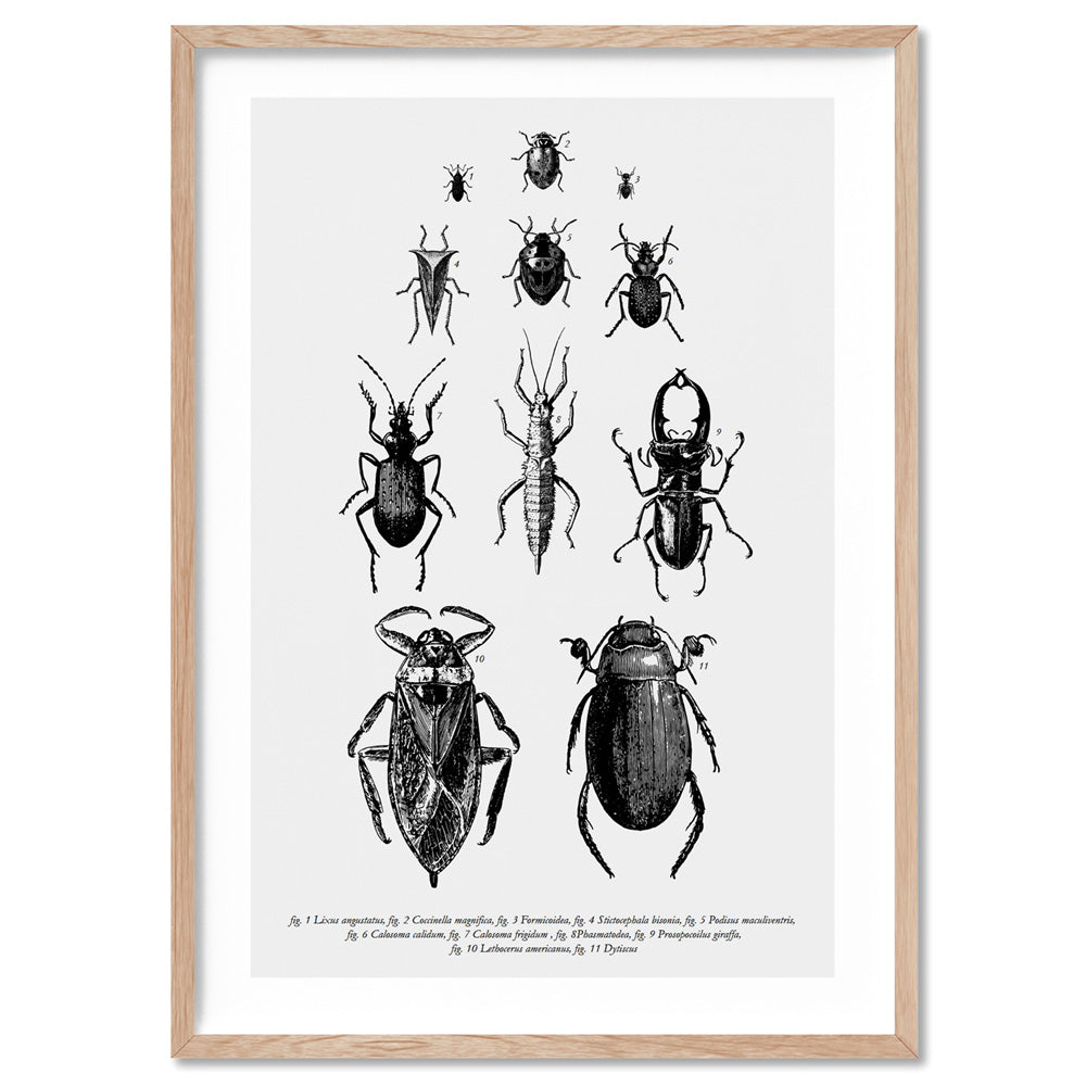 Bugs & Insects Entomology - Art Print, Poster, Stretched Canvas, or Framed Wall Art Print, shown in a natural timber frame