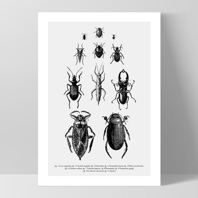 Bugs & Insects Entomology - Art Print, Poster, Stretched Canvas, or Framed Wall Art Print, shown as a stretched canvas or poster without a frame